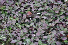 Hemigraphis alternata